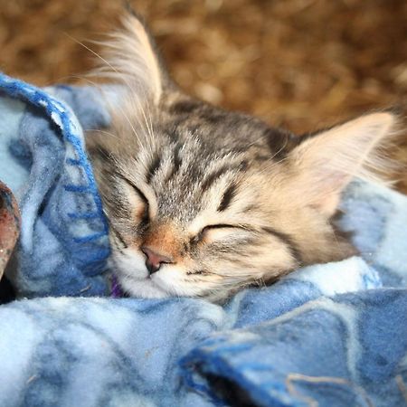 Munkebjerg Bed & Breakfast ボルコップ エクステリア 写真